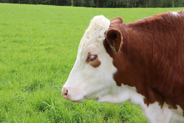Close up of brown and white cow