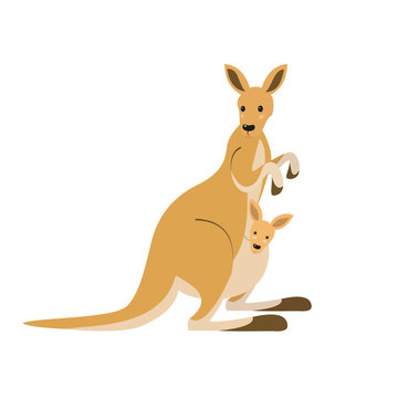 Cute kangaroo on white background.