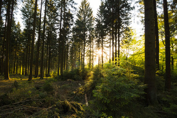 Sonnenuntergang in Wald