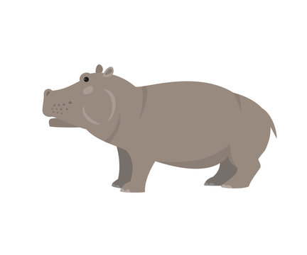 Cute hippo on white background.