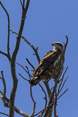Yellowstone National Park wildlife bird of prey