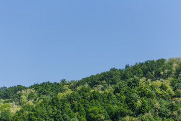 Tree tops of mixed forest on sunny day under the blue sky