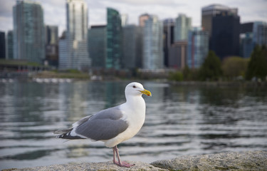 Seagull on the shore Close up view of white birds seagull walking by the beach against sity background. A seagull staring at the camera.