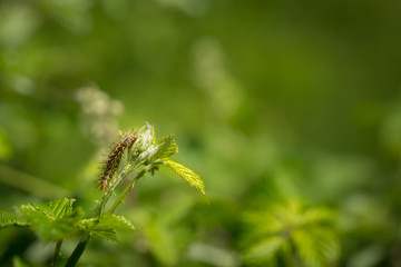 Close up macro of caterpillaron green leaf in forest