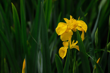 Yellow Iris pseudacorus