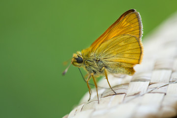 Close up macro of butterfly on vintage hat, blurred green background