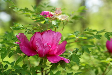 Blooming red peonies in the spring garden, flowers with copy space, pink peony on a blurred background, blank for the designer, green leaves outside the focus in the botanical garden