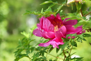 Blooming red peonies in the spring garden, flowers with copy space, pink peony on a blurred background, blank for the designer, green leaves outside the focus in the botanical garden