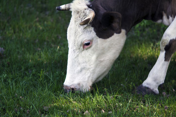 Fototapeta na wymiar Cow eats grass. close up of a cow s head that eats grass. Close up of cow grazing on meadow