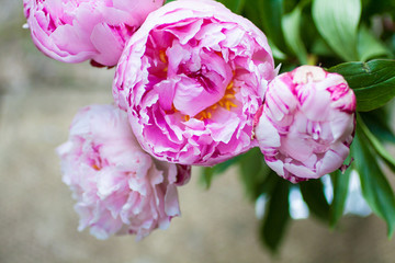 Beautiful peonies in a vase, vintage close up shot