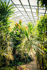 Naklejka premium Exotic plants in conservatory
