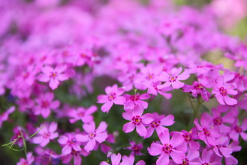 Fototapeta premium Flowering verbena in the spring garden, pattern with small pink flowers, pink verbena on a blurred background, blank for the designer, botanical garden, postcard on the holiday