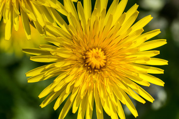 Beautiful dandelion flower, macro shot