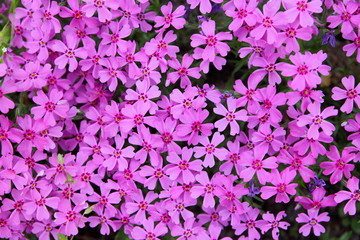 Flowering verbena in the spring garden, pattern with small pink flowers, pink verbena on a blurred background, blank for the designer, botanical garden, postcard on the holiday