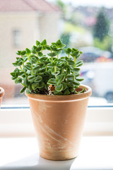 Beautiful, trendy succulent on the window sill, close up shot