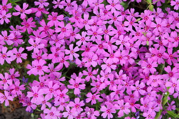 Flowering verbena in the spring garden, pattern with small pink flowers, pink verbena on a blurred background, blank for the designer, botanical garden, postcard on the holiday