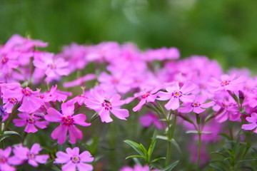 Flowering verbena in the spring garden, pattern with small pink flowers, pink verbena on a blurred background, blank for the designer, botanical garden, postcard on the holiday