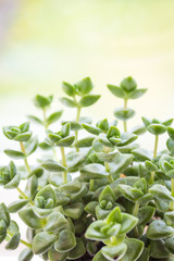 Obraz na płótnie Canvas Trendy succulent plant close up or macro shot