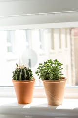 Beautiful, trendy succulents on the window sill, close up shot