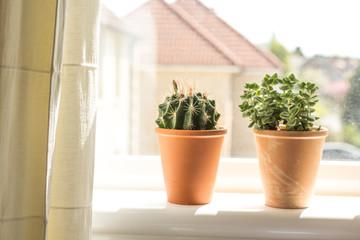 Beautiful, trendy succulents on the window sill, close up shot