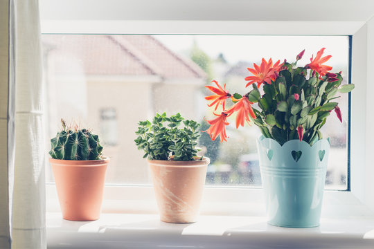 Beautiful, trendy succulents on the window sill, close up shot