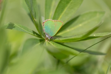 Beautiful spring butterfly sitting on plant