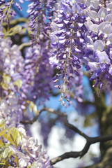 Wisteria flowers on blue background.
