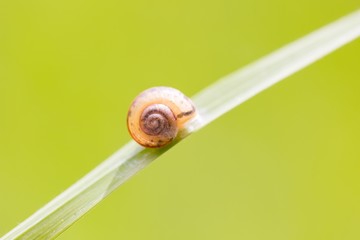 Close up of snail shell sticked to the plant