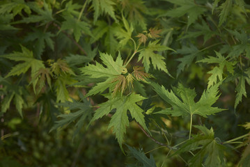 Acer saccharinum