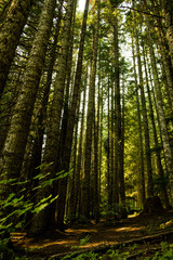 Obraz premium Green fortress