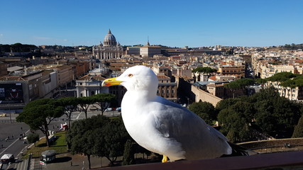  Via della Conciliazione; St. Peter`s Basilica; Saint Peter`s Square; bird; city; urban area; gull