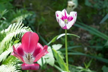 Tulipani 