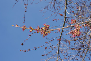 Acer saccharinum 