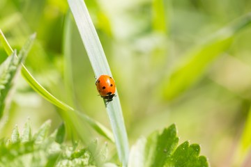 Ladybird walking on green plant in spring day
