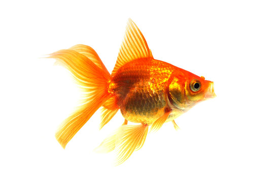 370 件の最適な 琉金 画像 ストック写真 ベクター Adobe Stock