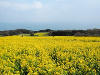 Obraz premium canola flowers in Japan