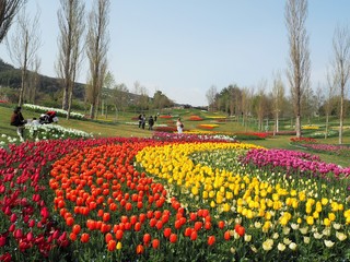 the tulip garden