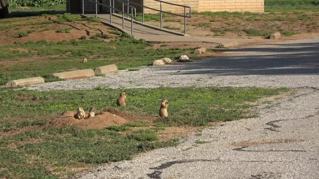 Several prairie dogs scouting the territory around.