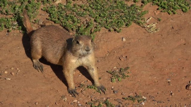 View of curious prairie dog walking in front of the camera.