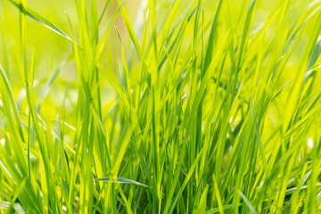 Green spring grass in close up