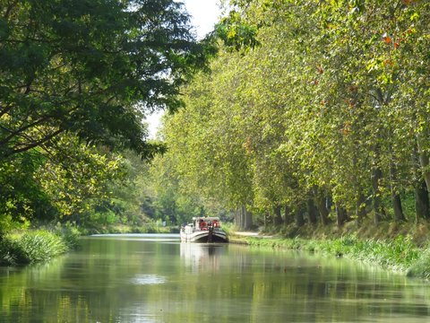 Péniche amarrée sur le Canal du Midi, bordé de platanes verdoyants, en été (France)