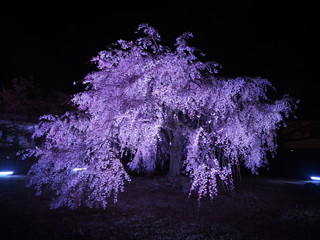 the night cherry blossoms