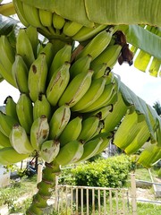 Fresh​ banana