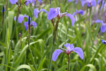 絶滅危惧Ⅰ類　ナスヒオウギアヤメ