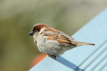 Brooklyn Wren