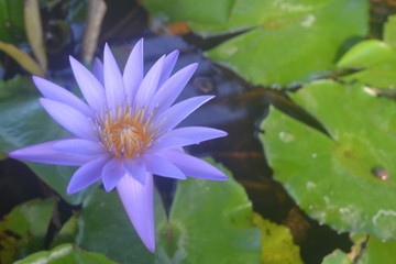 Lotus​