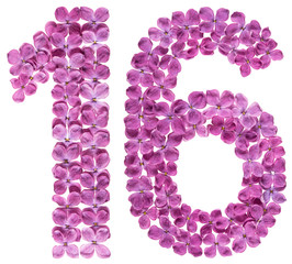 Arabic numeral 16, sixteen, from flowers of lilac, isolated on white background