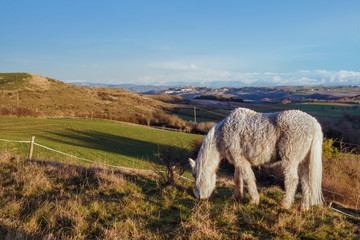 White hourse on the field © Jacek