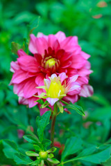 Close up Pretty pink flowers in garden