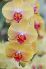 Fototapeta na wymiar Beautiful Yellow orchid flowers in the garden.
